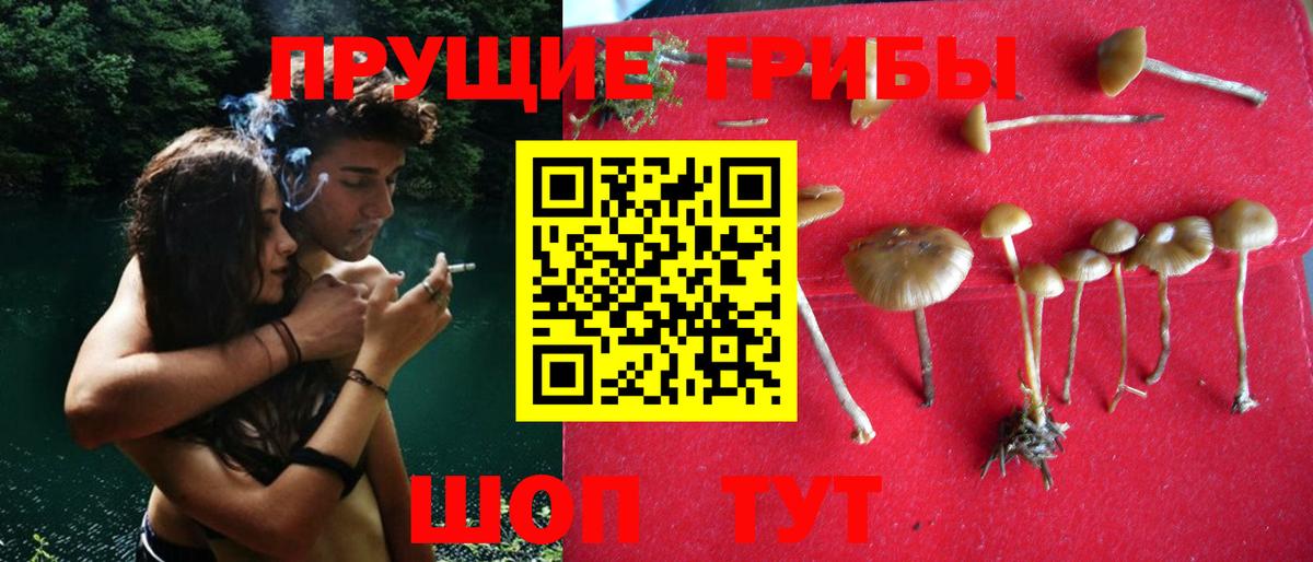 Галлюциногенные грибы GOLDEN TEACHER  Вход с VPN  Зеленогорск  наркотики  Псилоцибиновые грибы прущие грибы 